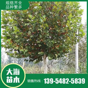 現(xiàn)貨供應(yīng)法桐 基地直銷法桐 法桐價格