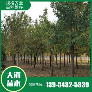 基地供應國槐 國槐樹現貨銷售 國槐好貨源 量大從優 價格實惠