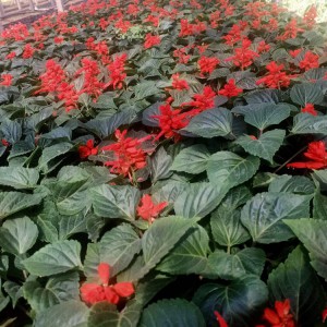 一串紅批發(fā)   一串紅盆栽   一串紅種植基地   御澤花卉