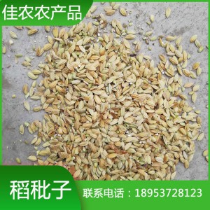山東稻秕子 癟稻 稻殼谷秕子 癟谷批發(fā)