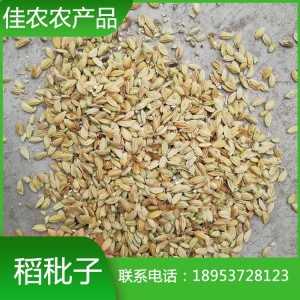 山東稻秕子 癟稻 稻殼谷秕子 癟谷批發(fā)