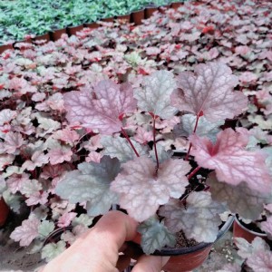 礬根  礬根草木 礬根盆栽  礬根種植基地  御澤