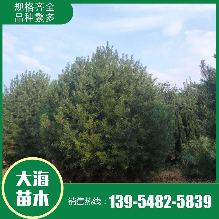 白皮松樹苗供應廠家 綠化用基地白皮松