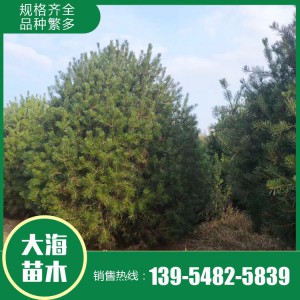 白皮松樹苗供應廠家 綠化用基地白皮松