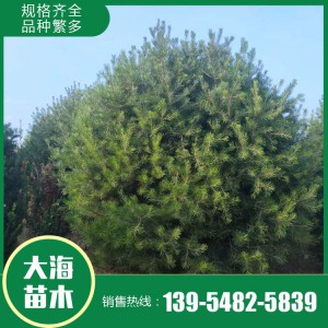 白皮松樹苗供應廠家 綠化用基地白皮松