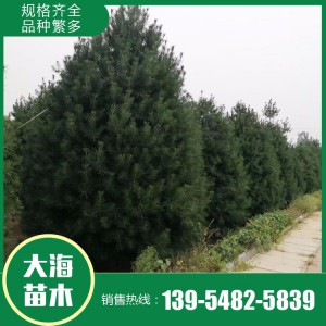 白皮松樹苗供應廠家 綠化用基地白皮松