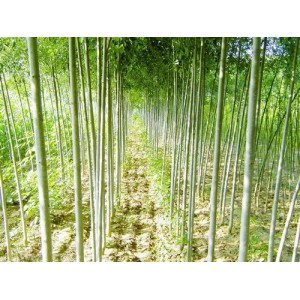 白蠟苗批發(fā)價(jià)格