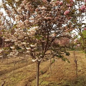 山東早櫻花種植基地 早櫻花樹苗批發銷售 大海苗木