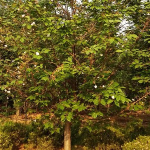 山東早櫻花種植基地 早櫻花樹苗批發銷售 大海苗木