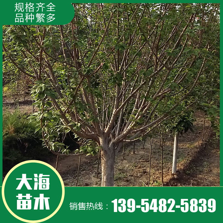 山東櫻花樹苗銷售廠家 櫻花樹苗銷售價格 櫻花苗種植商 廠家現貨直銷