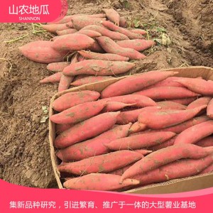 商薯19 地瓜 地瓜苗 紅薯苗 山東地瓜苗 廠家直銷(xiāo) 地瓜苗基地