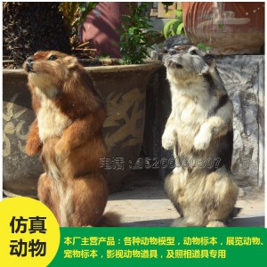 菏澤批發 仿真土撥鼠 價格低廉
