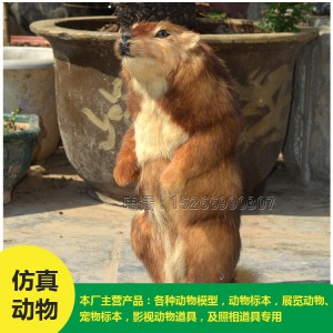 菏澤批發 仿真土撥鼠 價格低廉