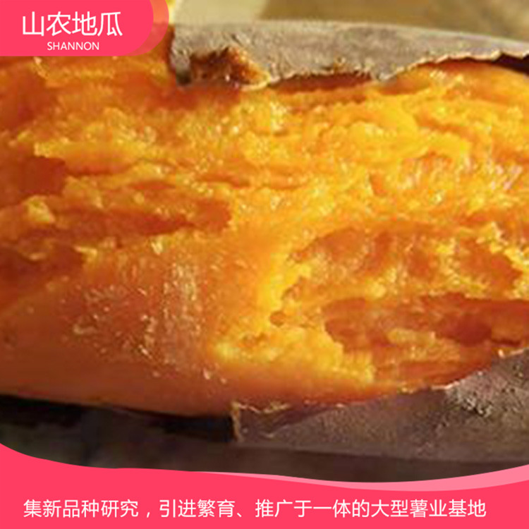 湖南長沙 地瓜苗種植基地 紅薯種苗價格 龍署九號地瓜苗價格