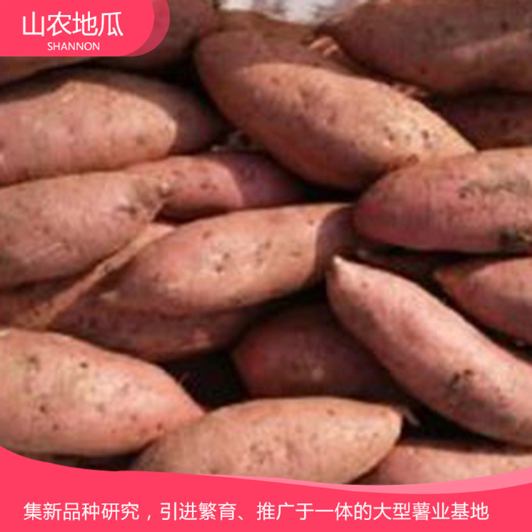 湖南長沙 地瓜苗種植基地 批發(fā)紅薯種苗 高品質地瓜苗批發(fā)