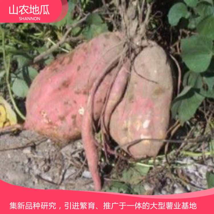 湖南長沙 地瓜苗種植基地 紅薯種苗價格 龍署九號地瓜苗價格