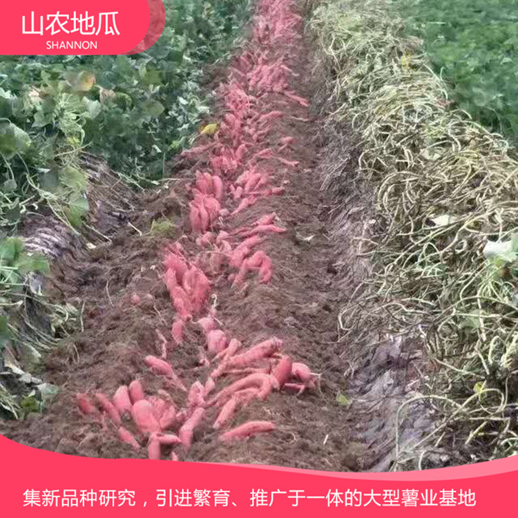 湖南長沙 地瓜苗種植基地 紅薯種苗價格 龍署九號地瓜苗價格