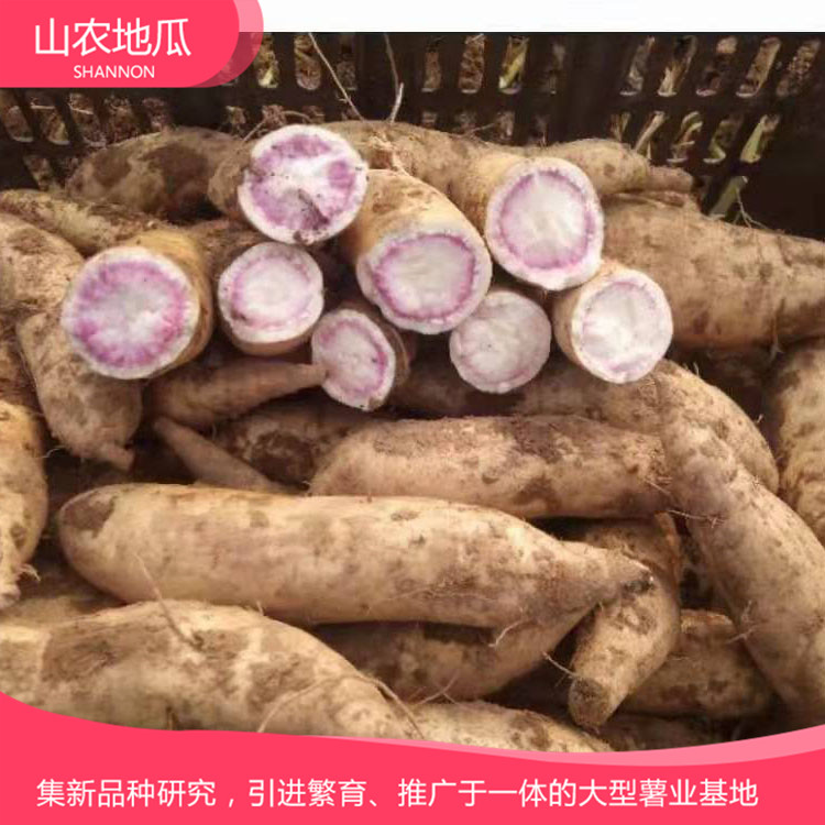 高品質地瓜菏澤紅丹地瓜種植 商薯19地瓜苗批發 普薯32 秦薯8號批發