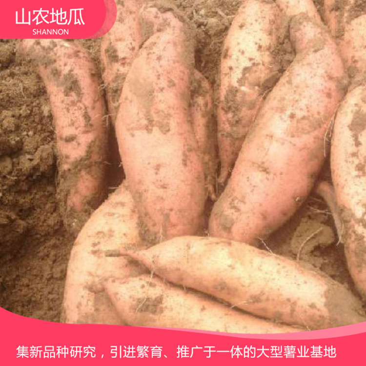 高品質地瓜菏澤紅丹地瓜種植 商薯19地瓜苗批發 普薯32 秦薯8號批發