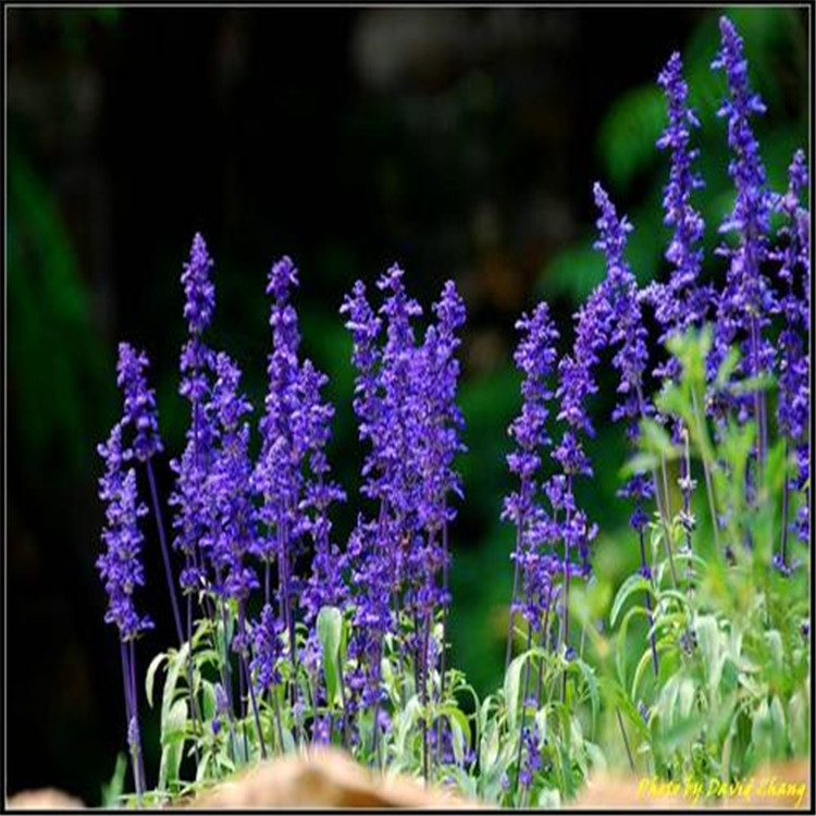 山東鼠尾草種植基地 濰坊鼠尾草種植基地 綠化苗木
