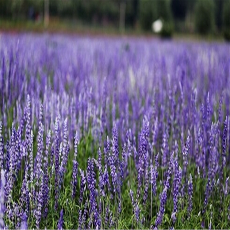 山東鼠尾草種植基地 濰坊鼠尾草種植基地 綠化苗木