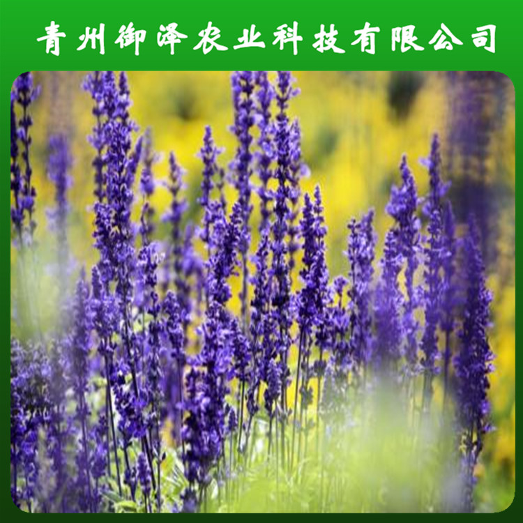 山東鼠尾草種植基地 濰坊鼠尾草種植基地 綠化苗木