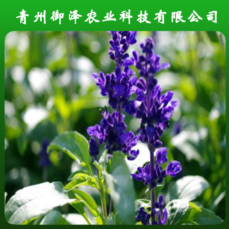 山東鼠尾草種植基地 濰坊鼠尾草種植基地 綠化苗木