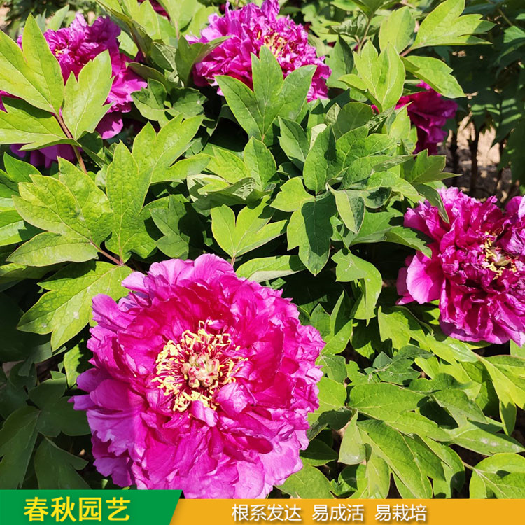 精品觀賞牡丹 庭院栽培牡丹花 品種眾多 重瓣多枝