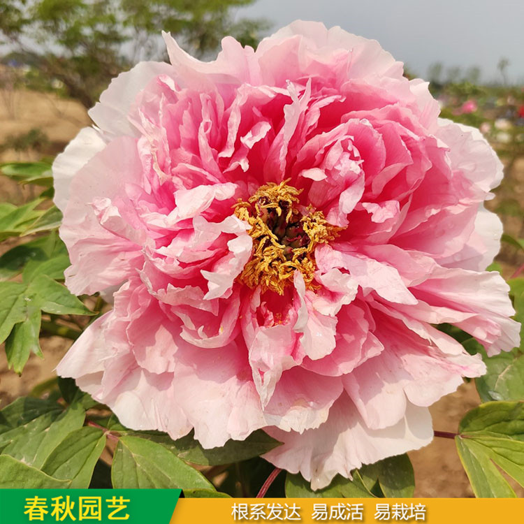 春節催花牡丹 室內盆栽牡丹 品種眾多 重瓣多枝