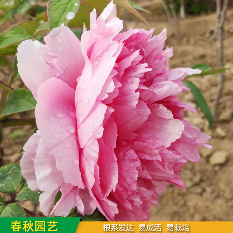 春節催花牡丹 庭院栽培牡丹花 品種眾多 重瓣多枝