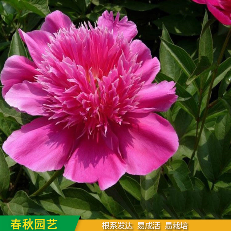 多色芍藥 精品千層芍藥花 大花芍藥品種 春秋園藝