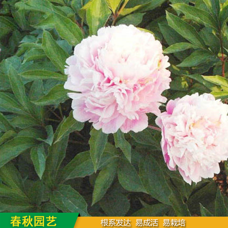 多色芍藥 精品千層芍藥花 大花芍藥品種 春秋園藝