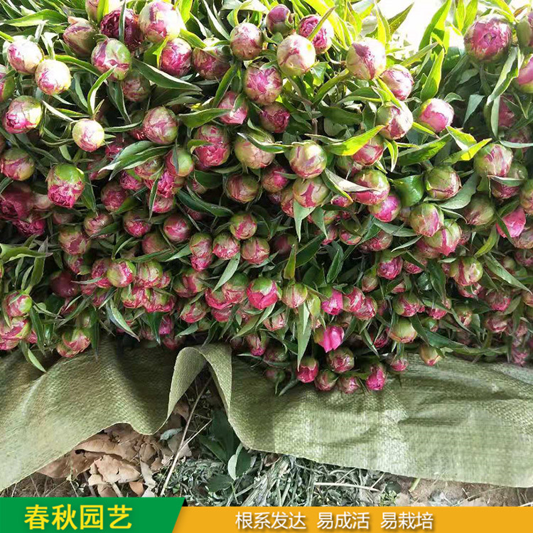 多色芍藥 精品千層芍藥花 大花芍藥品種 春秋園藝