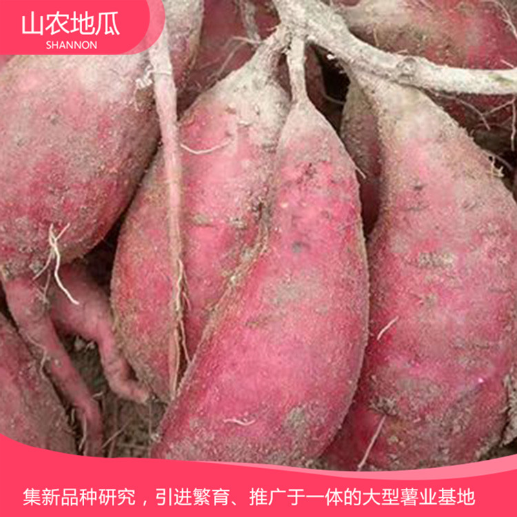 地瓜苗培育基地 地瓜苗價格 歡迎咨詢