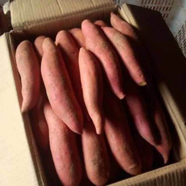 地瓜苗培育基地 地瓜苗價格 歡迎咨詢