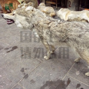 仿真狼 仿真動物模型廠家供應  廠家直銷  仿真動物  逼真仿真動物