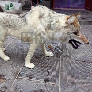 仿真皮毛動物加工 仿真狼 動物生態場館 博物館 影視道具用標本