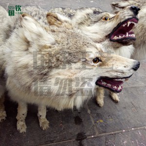 仿真皮毛動物加工 仿真狼 動物生態場館 博物館 影視道具用標本