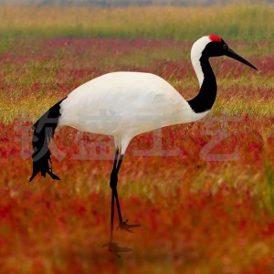 仿真丹頂鶴標(biāo)本 仿真羽毛動(dòng)物模型 景區(qū)創(chuàng)意擺件