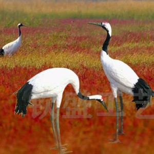 仿真丹頂鶴標(biāo)本 仿真羽毛動(dòng)物模型 景區(qū)創(chuàng)意擺件