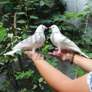 仿真白鴿模型 影視道具 仿真動物模型設(shè)計加工