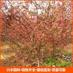 6公分垂絲海棠 垂絲海棠 垂絲海棠價格