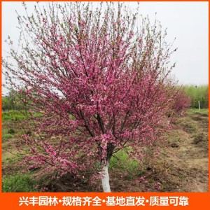 8公分紅葉碧桃 紅葉碧桃批發(fā) 紅葉碧桃價格