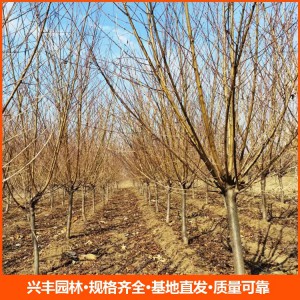 8公分紅葉碧桃 紅葉碧桃批發(fā) 紅葉碧桃價格