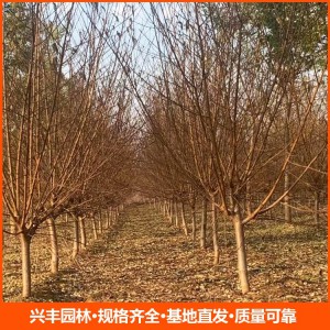 8公分紅葉碧桃 紅葉碧桃批發(fā) 紅葉碧桃價格