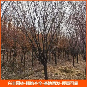 8公分美人梅 美人梅價(jià)格  美人梅批發(fā)