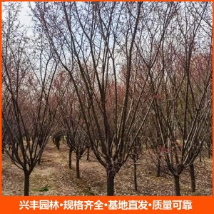 8公分美人梅 美人梅價(jià)格  美人梅批發(fā)