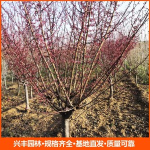 8公分美人梅 美人梅價(jià)格  美人梅批發(fā)