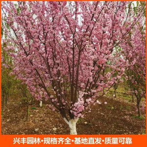 6公分美人梅 美人梅苗  美人梅價格