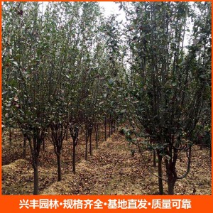 8公分西府海棠  西府海棠苗 西府海棠價(jià)格